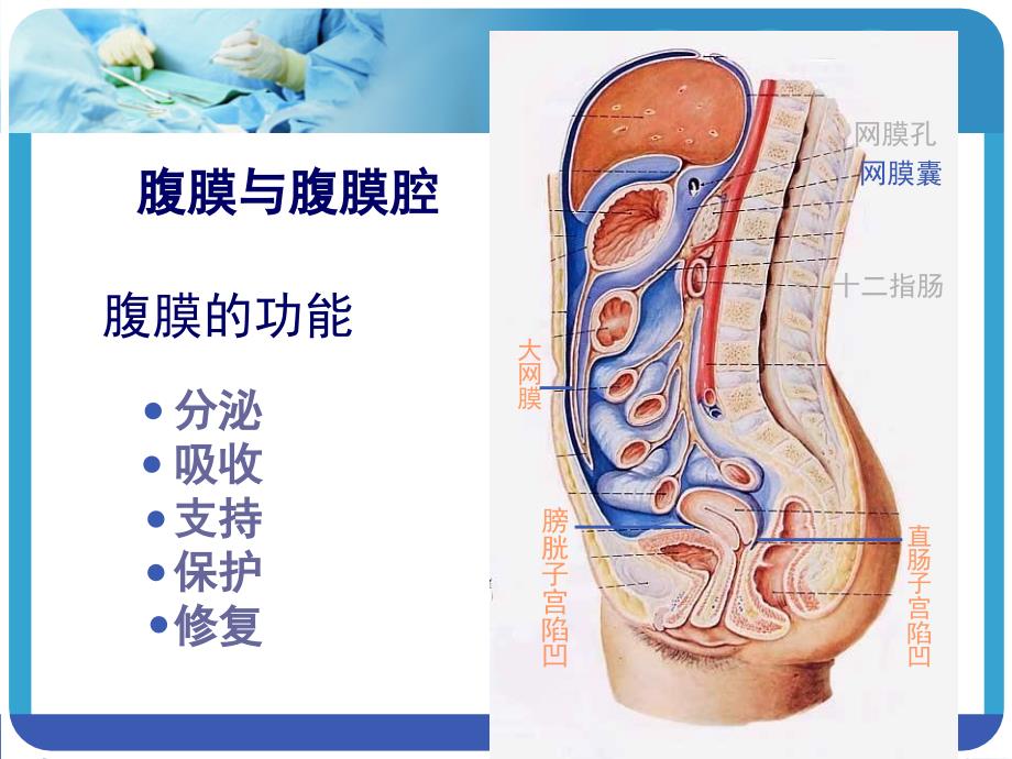 腹腔、腹膜和结肠上区_第2页