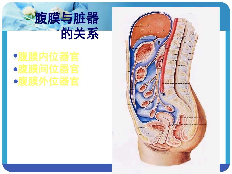 腹腔、腹膜和结肠上区_第3页