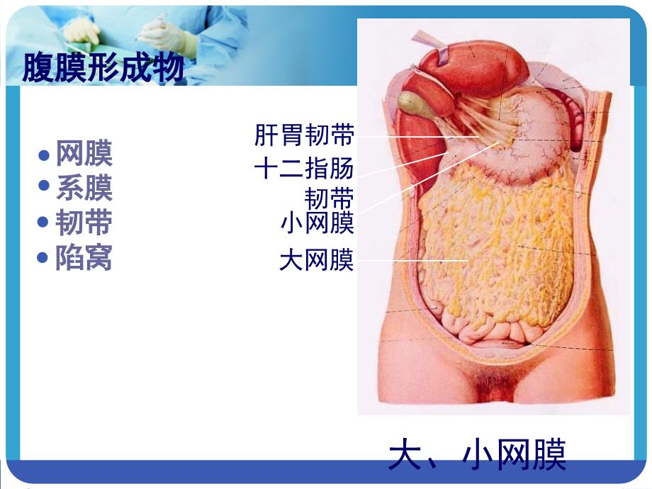 腹腔、腹膜和结肠上区_第4页