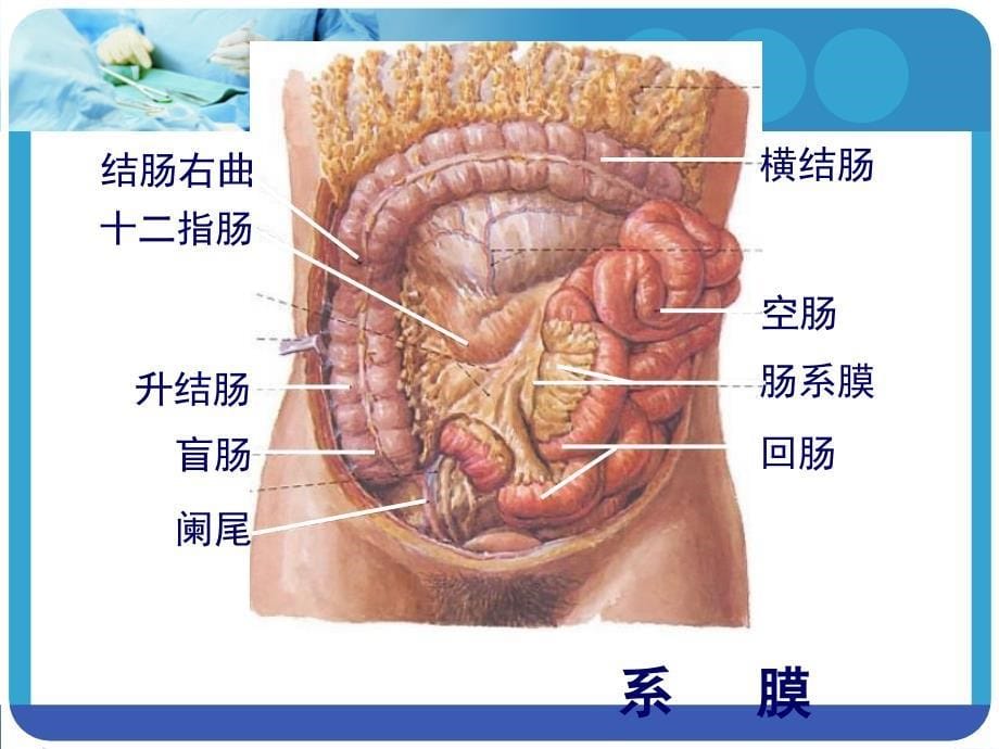 腹腔、腹膜和结肠上区_第5页