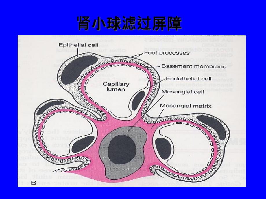 st泌尿系统疾病PPT文档_第2页