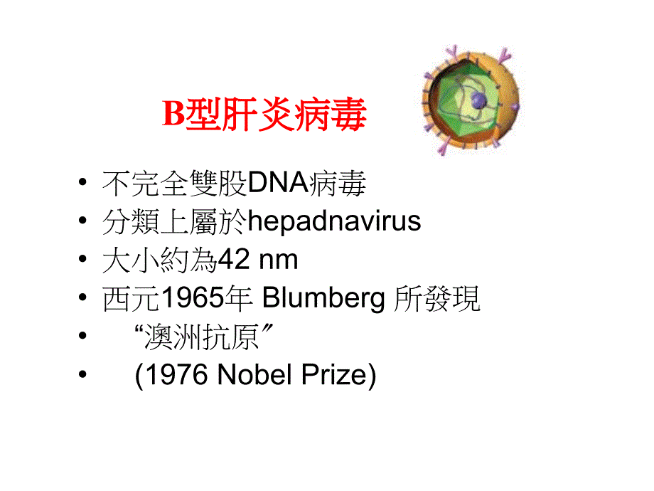 B型肝炎hepatitis B_第3页