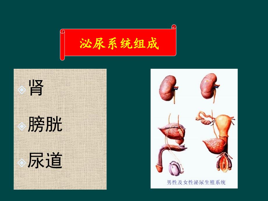 尿液理学检验ppt课件_第4页