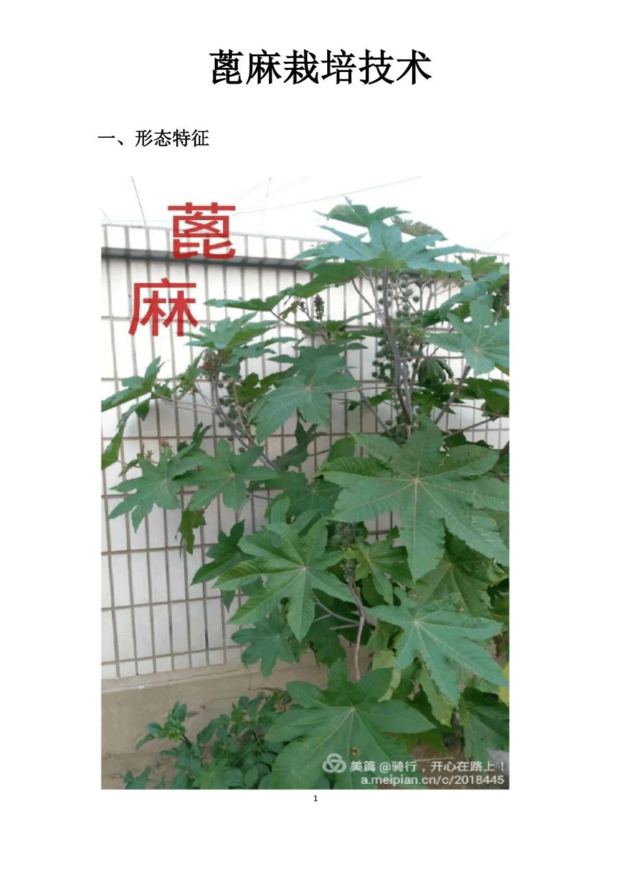 蓖麻栽培技术_第1页