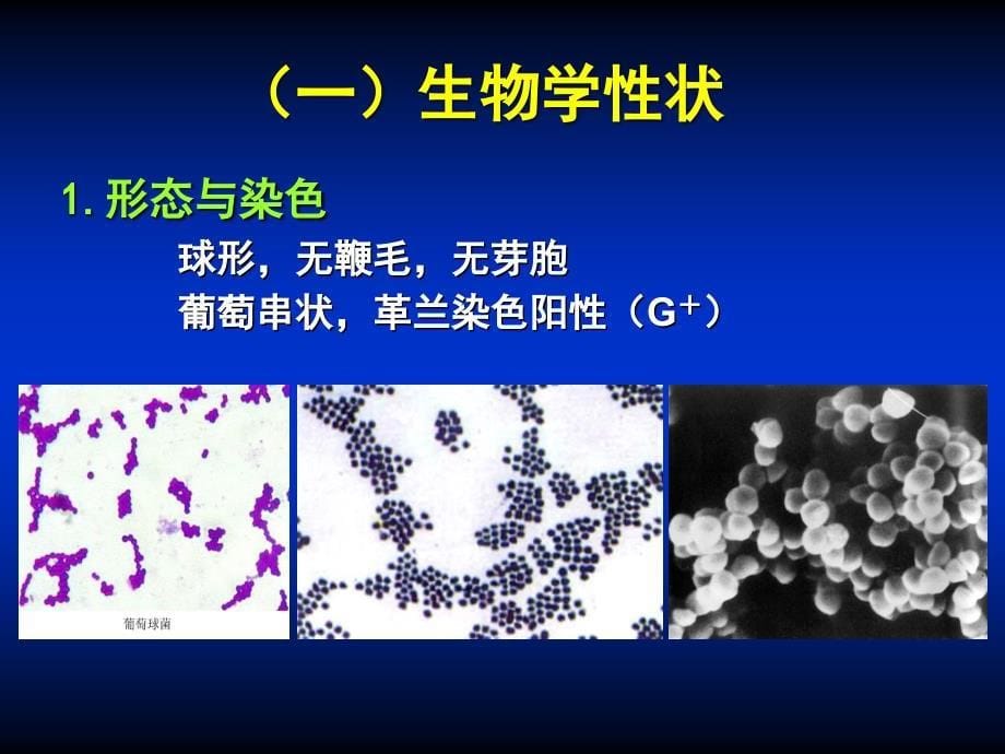 微生物学第09章 球菌_第5页