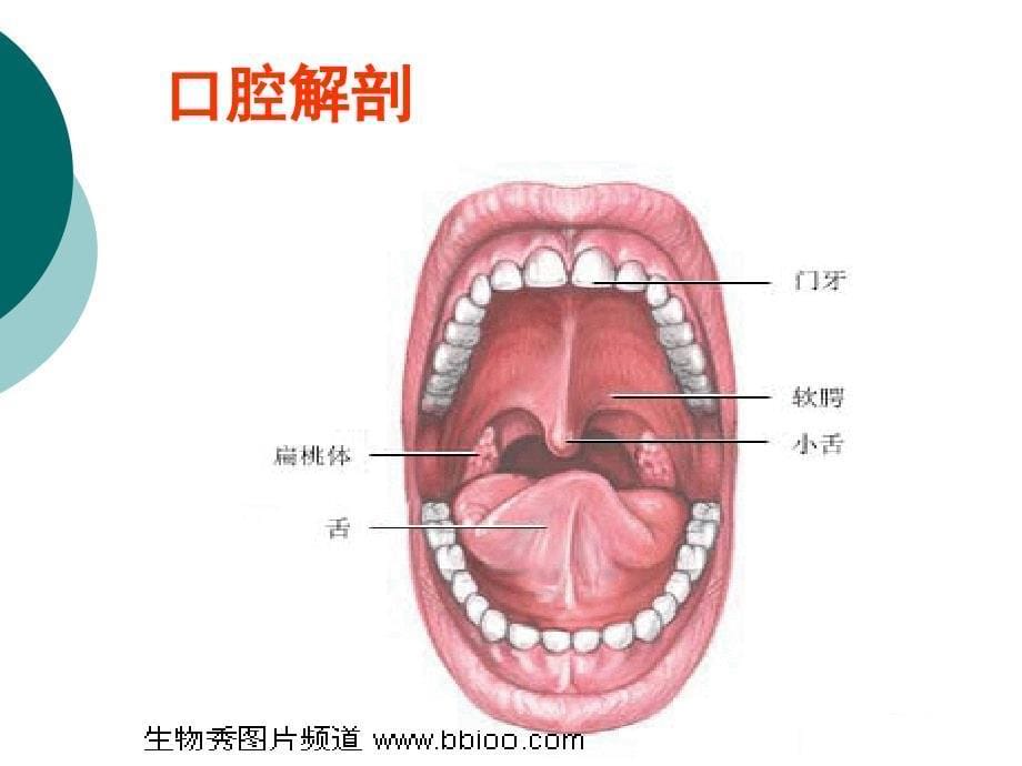 经口气管插管患者的口腔护理icu_第5页