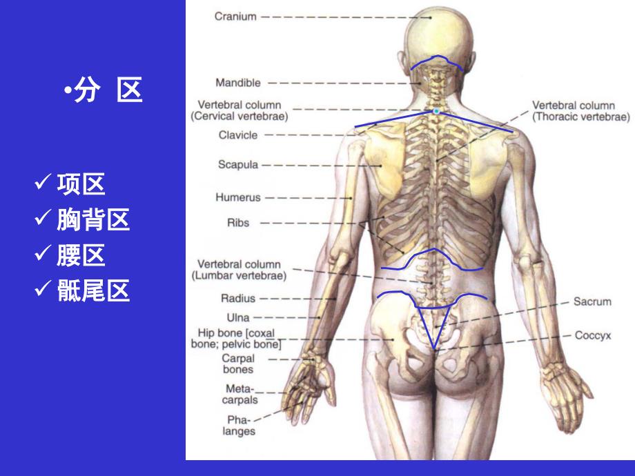 《jz脊柱区》电子版本_第4页