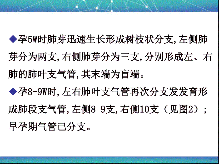 胎儿肺部发育特点_第4页