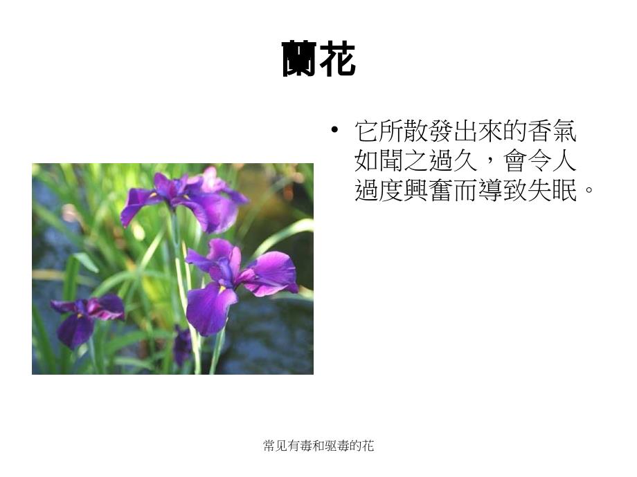 常见有毒和驱毒的花课件_第3页