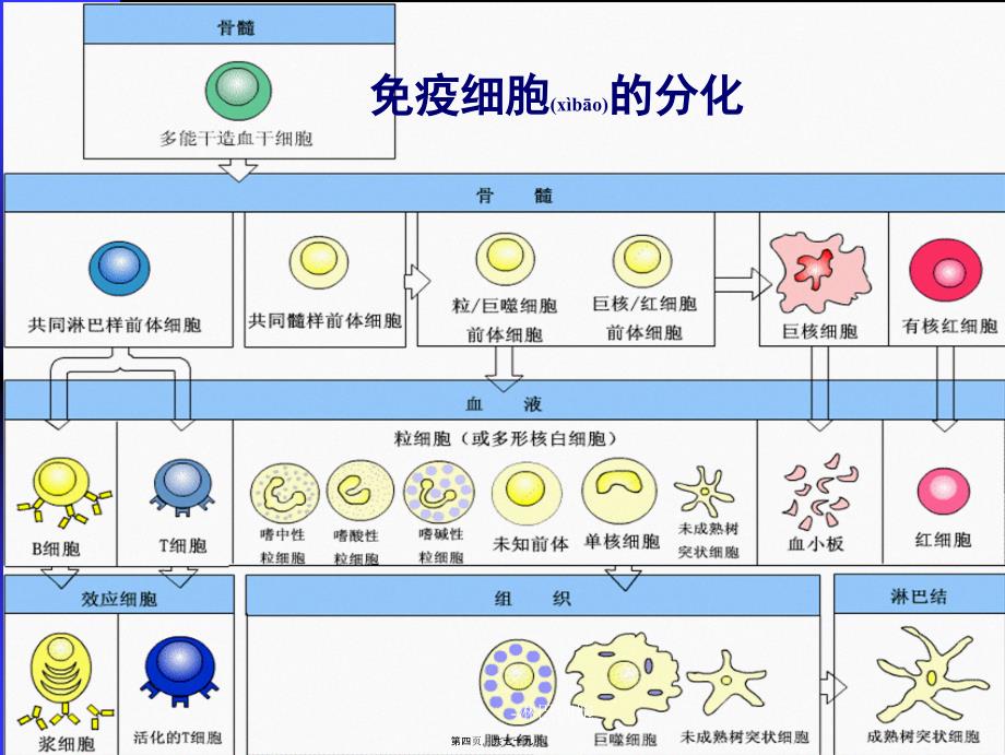 淋巴细胞课件_第4页