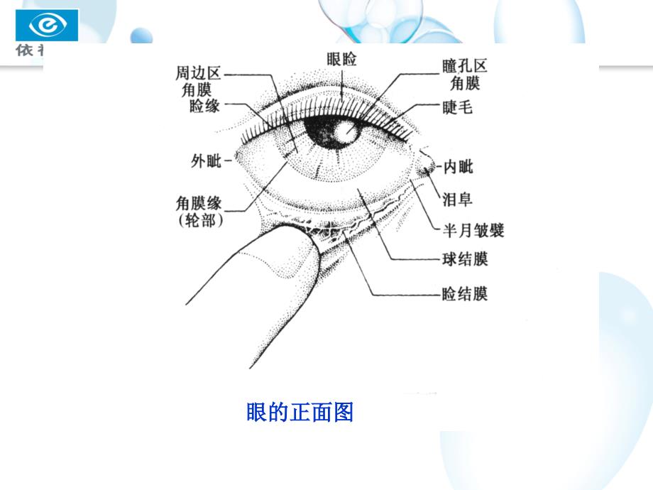 眼球的生理结构课件_第3页