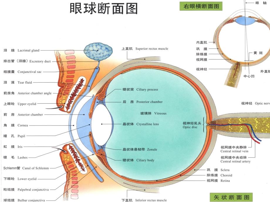 眼球的生理结构课件_第4页