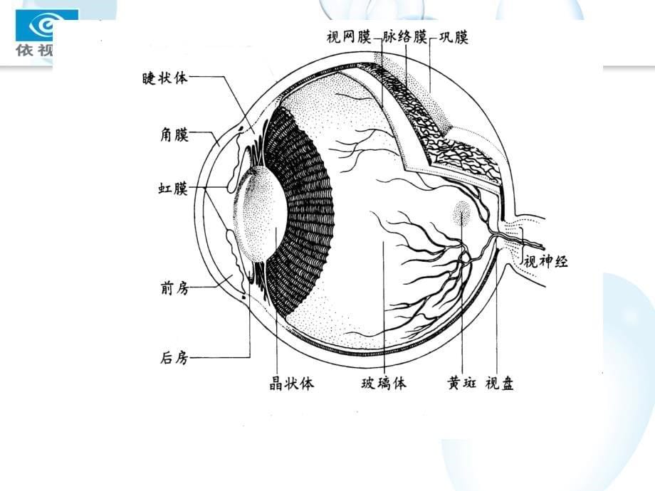 眼球的生理结构课件_第5页