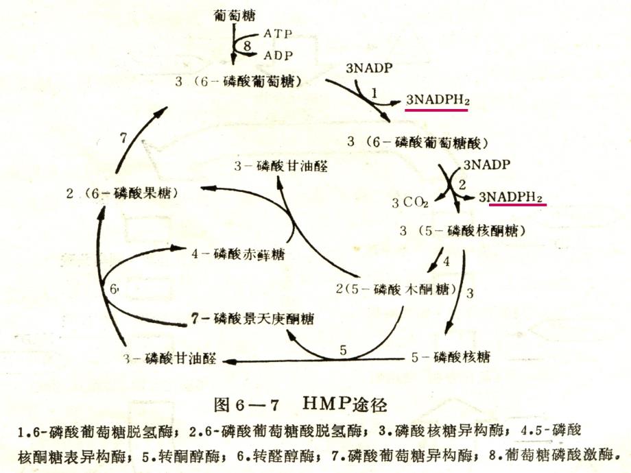 二HMP途径戊糖磷酸径Hexose_第2页