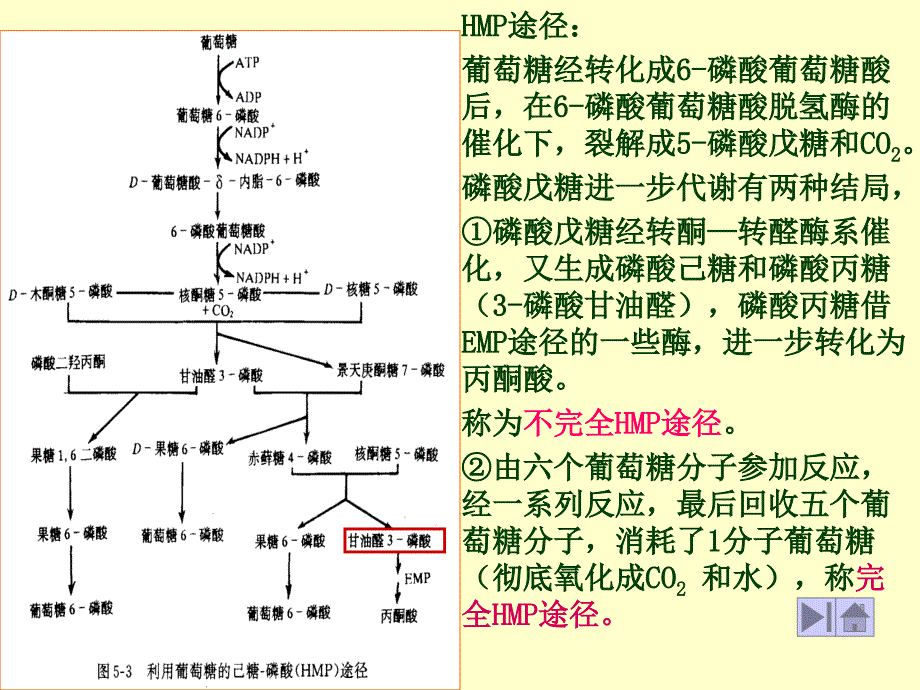 二HMP途径戊糖磷酸径Hexose_第3页