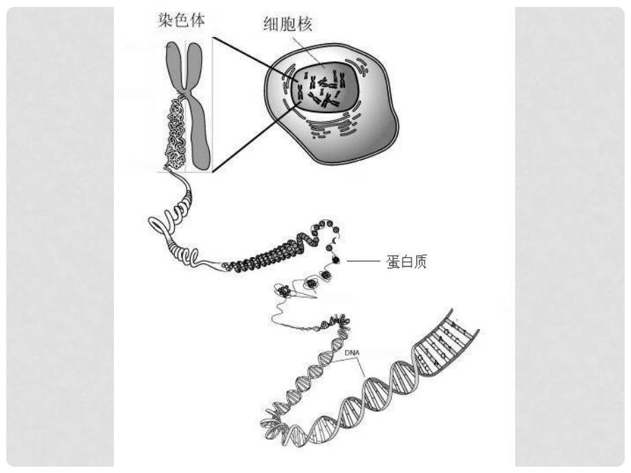 七年级生物上册 第二单元 第二章 第二节 动物体的结构层次教学课件 （新版）新人教版_第1页