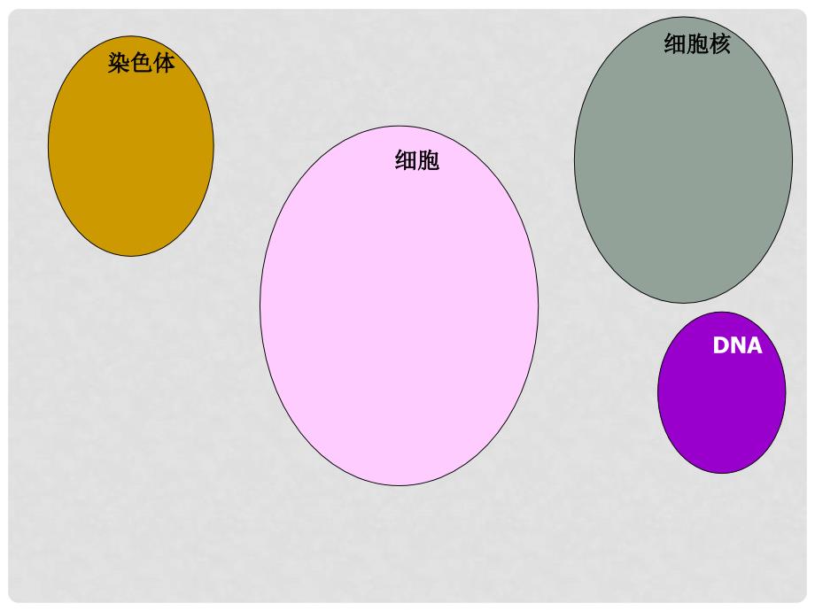 七年级生物上册 第二单元 第二章 第二节 动物体的结构层次教学课件 （新版）新人教版_第4页