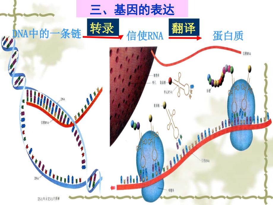 基因指导蛋白质合成复习课件_第3页