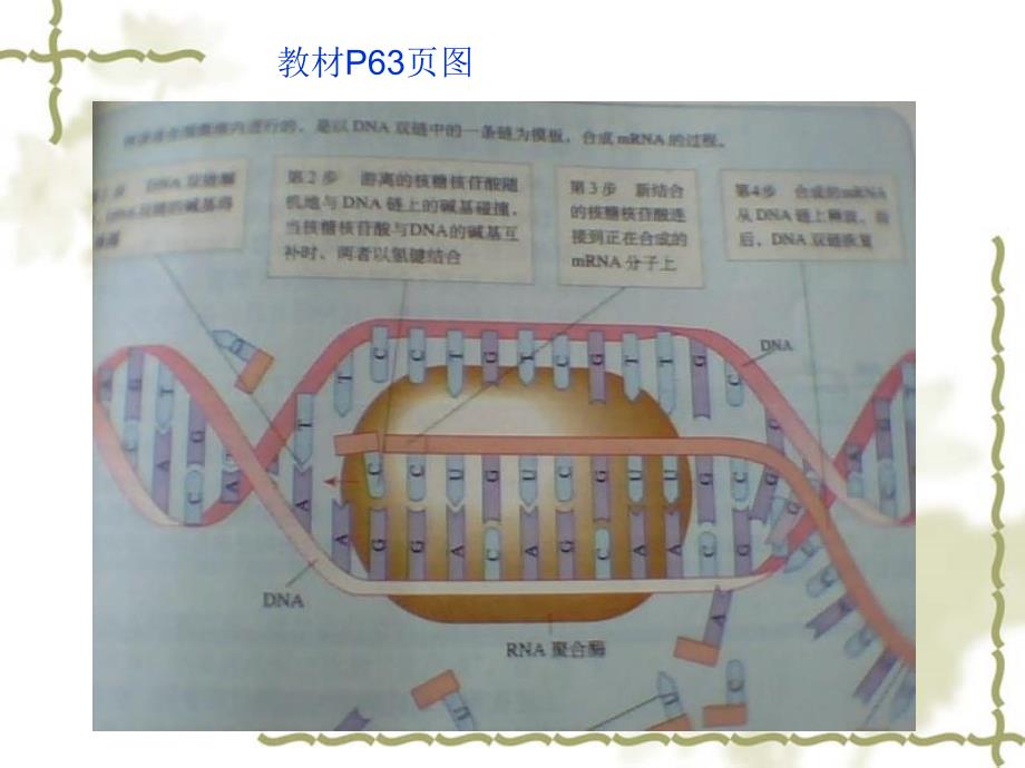 基因指导蛋白质合成复习课件_第4页