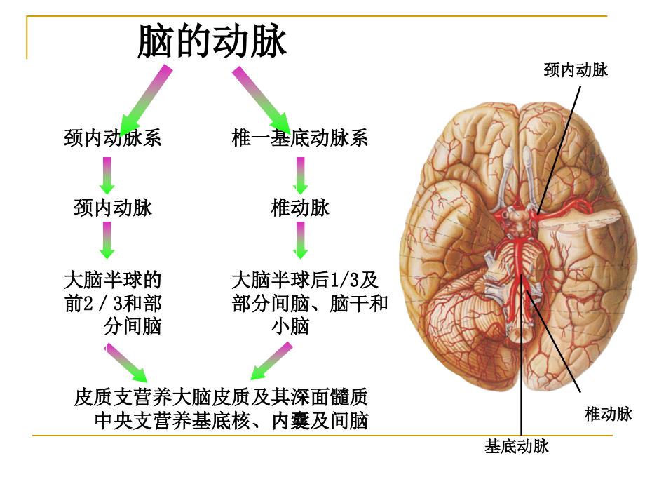 《脑的血液供应》PPT课件_第3页