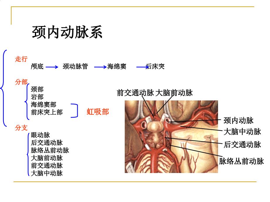 《脑的血液供应》PPT课件_第4页