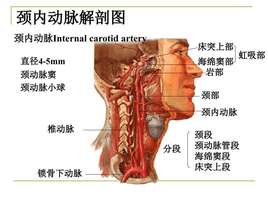 《脑的血液供应》PPT课件_第5页