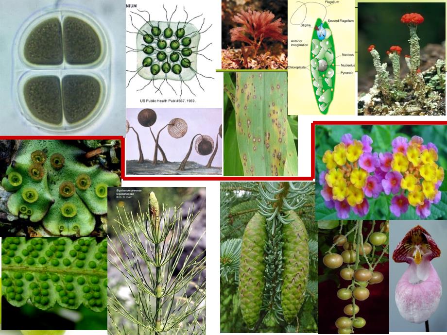 植物学教学课件：维管植物_第2页