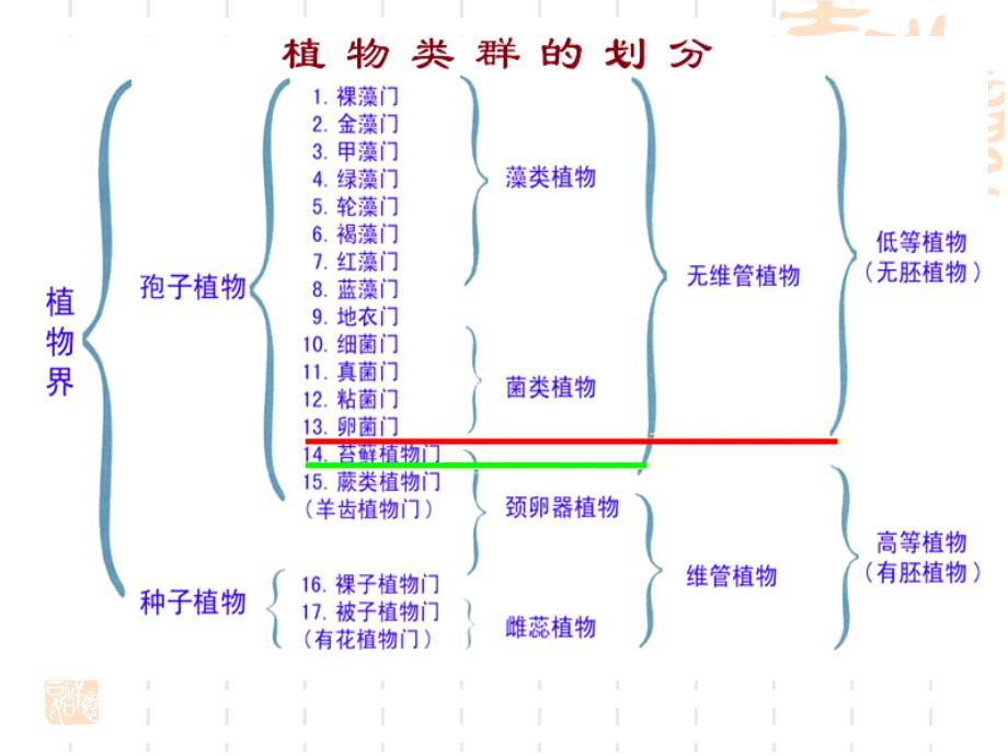 植物学教学课件：维管植物_第3页