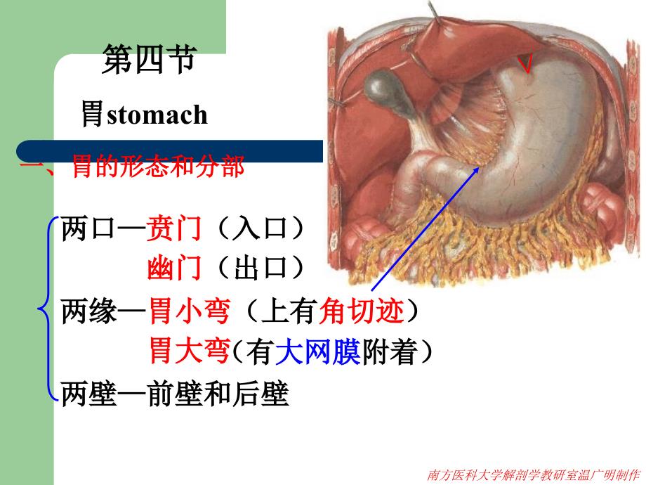 系统解剖学PPT课件消化系统_第3页