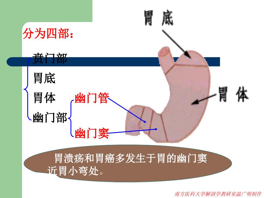 系统解剖学PPT课件消化系统_第4页