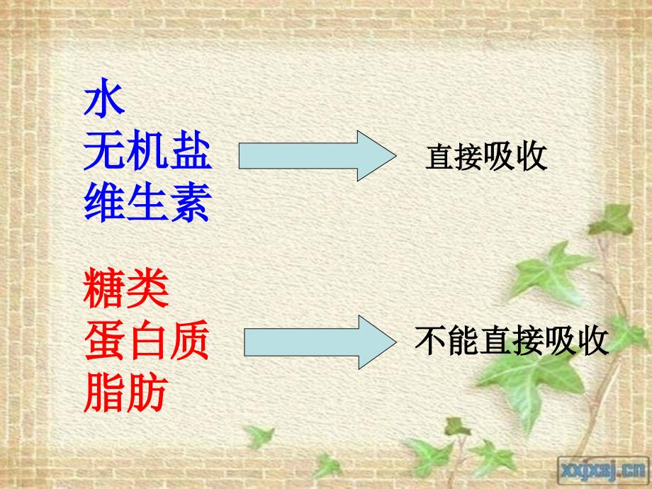 苏科生物人体对食物的消化吸收_第2页