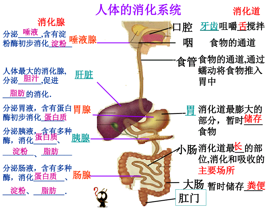 苏科生物人体对食物的消化吸收_第4页