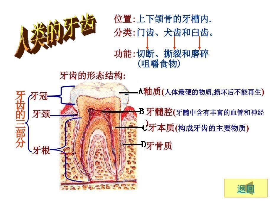 苏科生物人体对食物的消化吸收_第5页