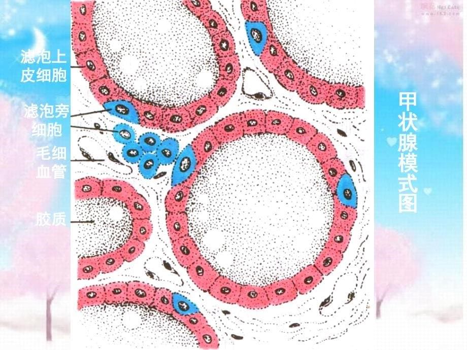 研究生入学考试病理学课件第十三章内分泌系统疾病_第5页