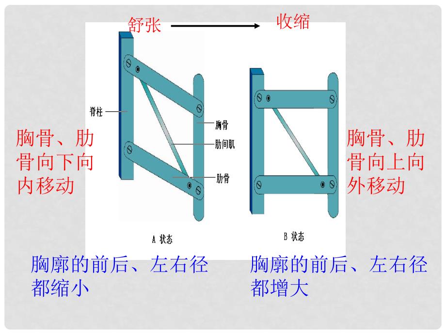 山东省邹平县实验中学七年级生物下册 3.3.3 物质运输的途径课件 （新版）济南版_第1页