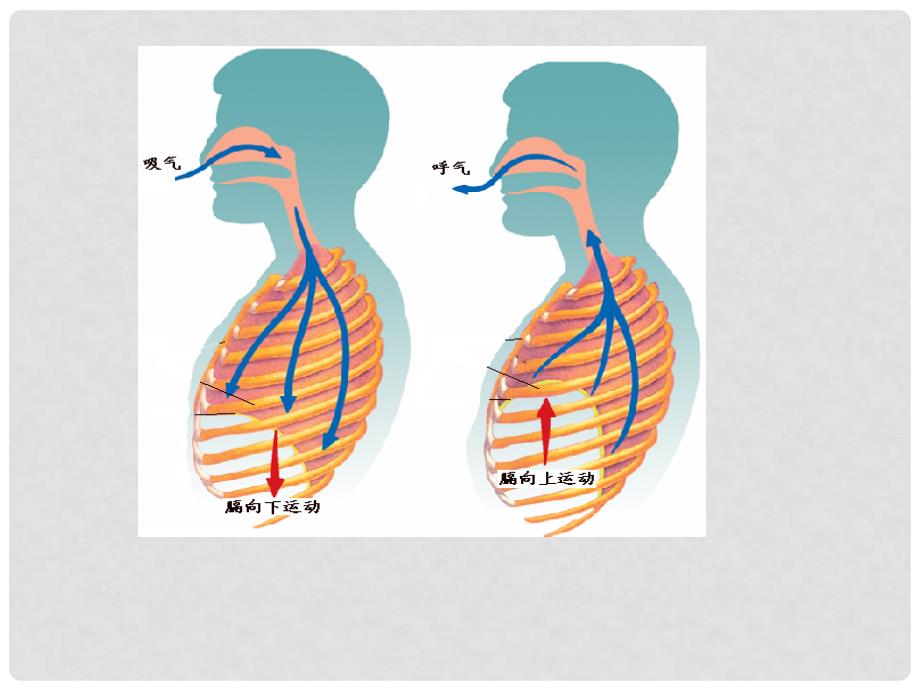 山东省邹平县实验中学七年级生物下册 3.3.3 物质运输的途径课件 （新版）济南版_第2页