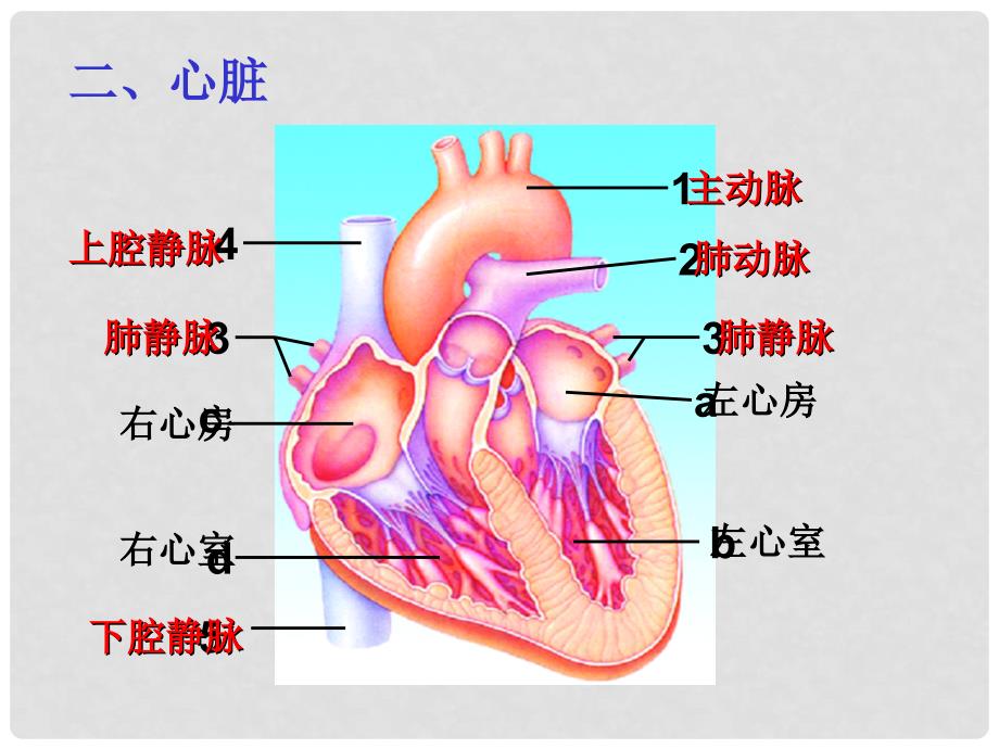 山东省邹平县实验中学七年级生物下册 3.3.3 物质运输的途径课件 （新版）济南版_第4页