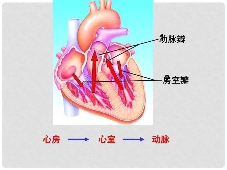 山东省邹平县实验中学七年级生物下册 3.3.3 物质运输的途径课件 （新版）济南版_第5页