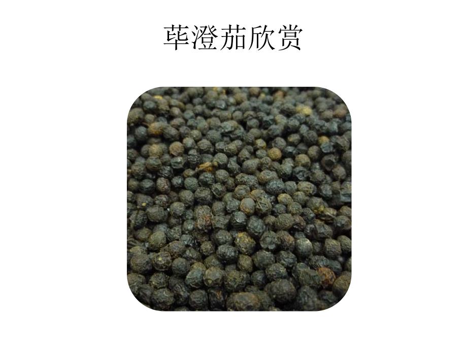 荜澄茄欣赏PPT课件_第1页