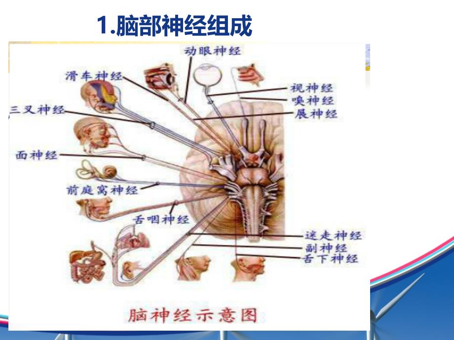 面瘫综合PPT演示稿_第4页