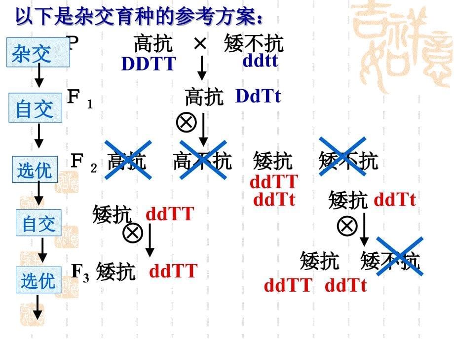 61杂交育种和诱变育种N_第5页