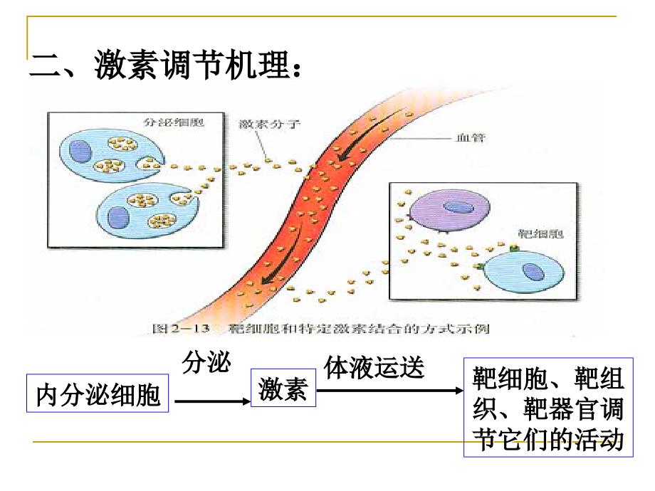 高等动物的内分泌系统与体液调节第一课时_第4页