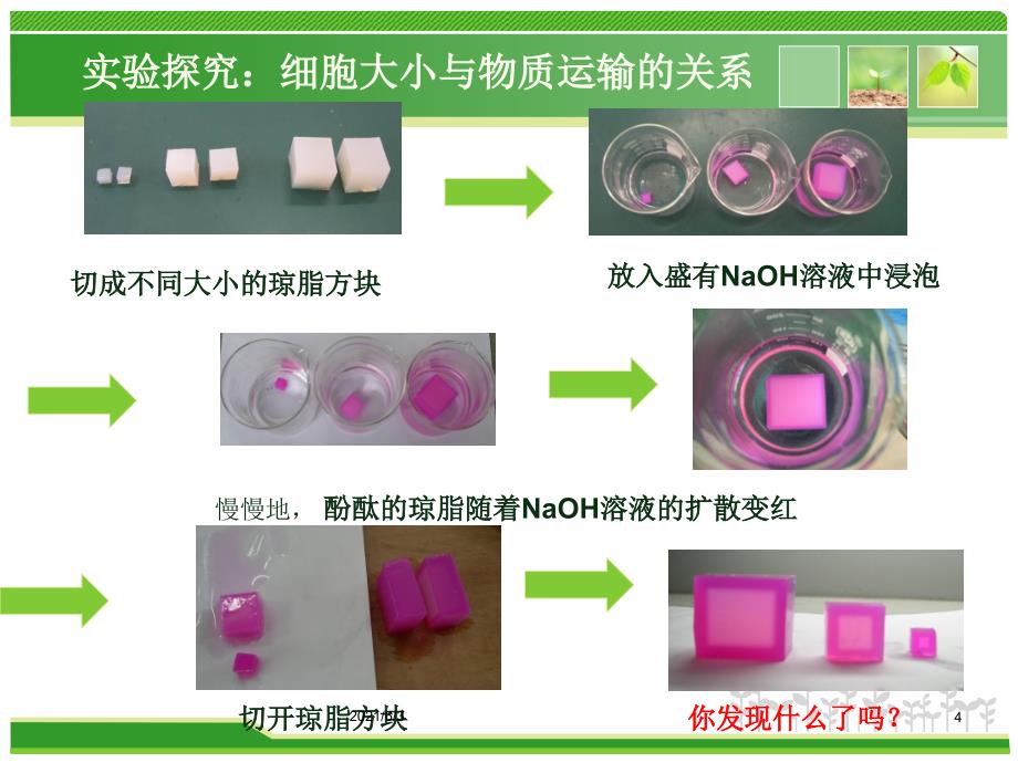 细胞增殖有丝分裂有动画视频和精美图文PPT优秀课件_第4页