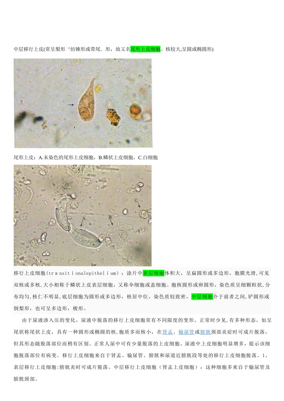 尿沉渣图谱第二册_第3页