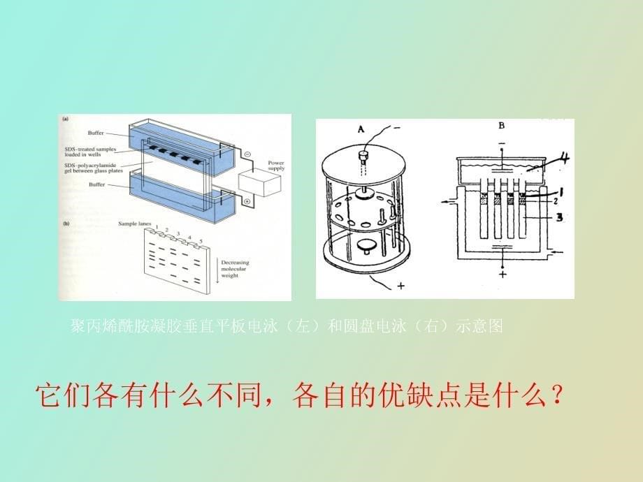 生化分析实验圆盘电泳_第5页