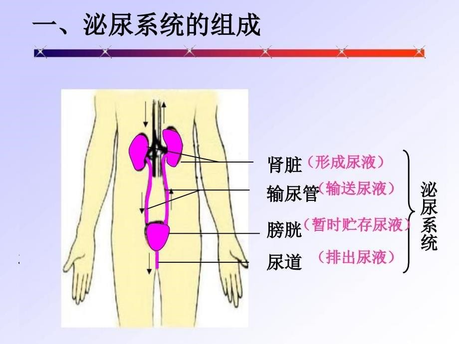 新课标人教版初中生物第四单元第五章人体内废物的排出课件_第5页