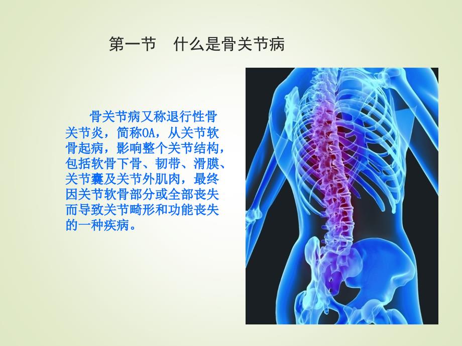 氨糖与关节健康1_第4页