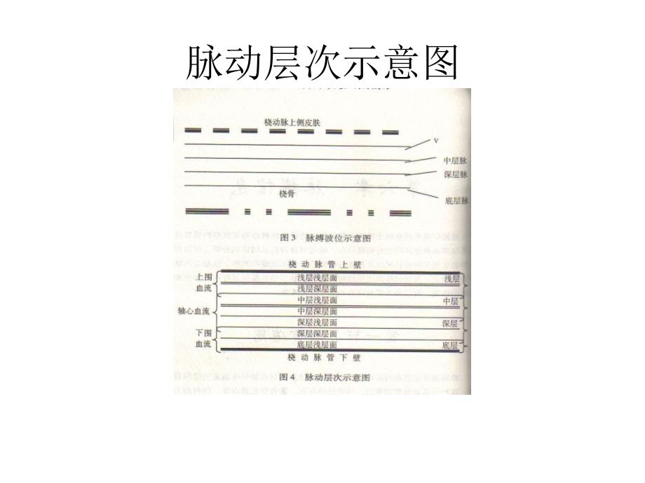 最新实用金氏脉学PPT课件_第2页