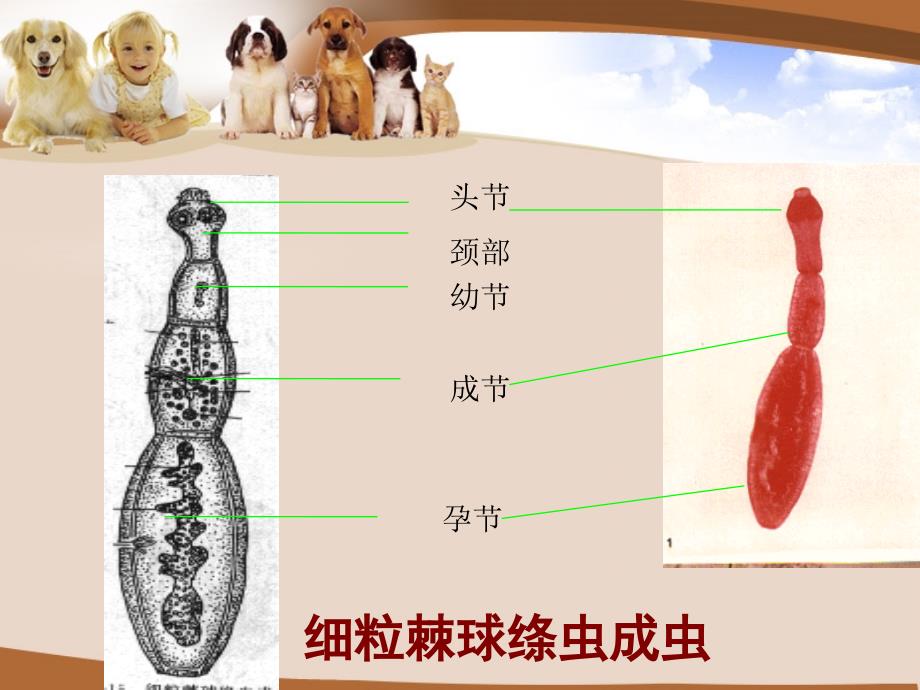 宠物疾病诊治教学课件文档资料_第3页