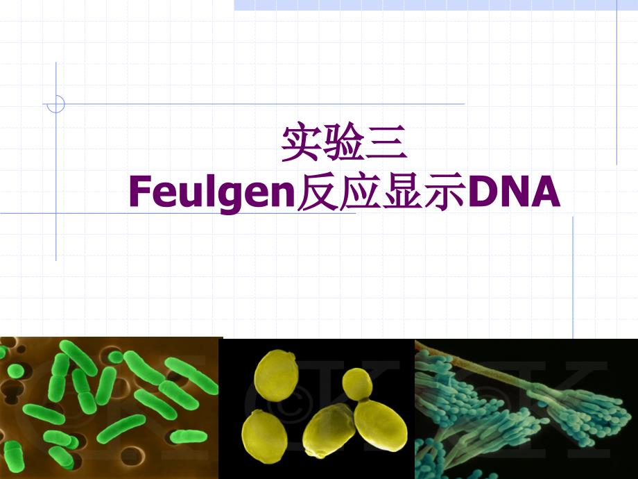 实验三 Feulgen反应显示DNA3_第1页